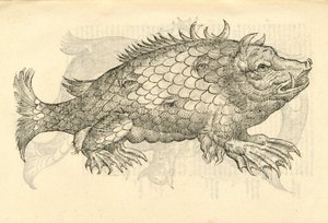 ilustração de Monstrosus Sur marinus de Aldrovandis History of Monsters, 1642 de Italian School