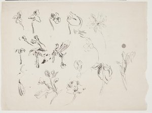 Esboços de flores de J.A. Jerichau