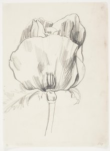 Papoula de J.A. Jerichau
