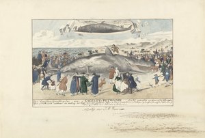 Cachalote encalhado em Egmond aan Zee, 1764 Ao norte de Egmond op Zee, um Cagelot ou Potwhale. encalhado vivo em 15 de fevereiro de 1764. (título no objeto) de J.A. Visser