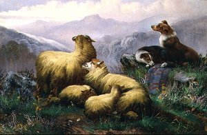 Cães de Ovelha e Ovelhas nas Terras Altas da Escócia de J.W. Morris