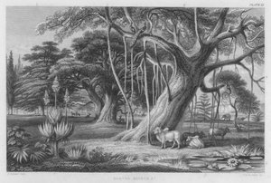Banyan, Boabob etc (gravura colorida)