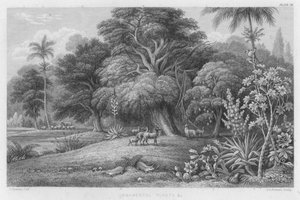 Plantas Ornamentais, etc. (gravação colorida)