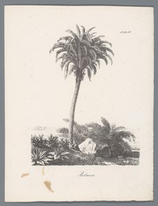 Palmboom
Palmier (título sobre o objecto)
Estudos van bomen (título da série)
Études d