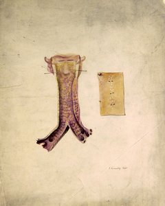 Estudo de Trachae (aguarela sobre papel) de J. Counolly