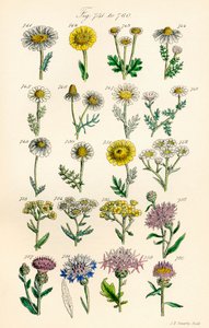 Página de ilustrações coloridas de British Wild Flowers após um trabalho de J. E. Sowerby e C. P. Johnson