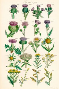 Página de ilustrações coloridas de British Wild Flowers após um trabalho de J. E. Sowerby e C. P. Johnson