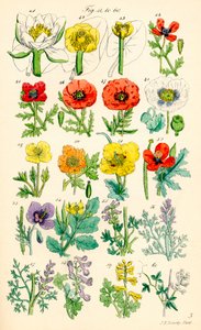 Página de ilustrações a cores de British Wild Flowers após um trabalho de J. E. Sowerby e C. P. Johnson