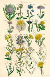 Página de ilustrações coloridas de British Wild Flowers após um trabalho de J. E. Sowerby e C. P. Johnson