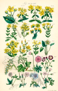 Página de ilustrações a cores de British Wild Flowers após um trabalho de J. E. Sowerby e C. P. Johnson