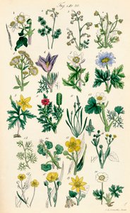 Página de ilustrações a cores de British Wild Flowers após um trabalho de J. E. Sowerby e C. P. Johnson