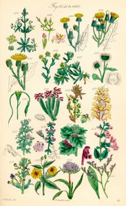 Página de ilustrações coloridas de British Wild Flowers após um trabalho de J. E. Sowerby e C. P. Johnson