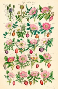 Página de ilustrações coloridas de British Wild Flowers após um trabalho de J. E. Sowerby e C. P. Johnson