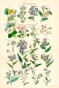 Página de ilustrações coloridas de British Wild Flowers após um trabalho de J. E. Sowerby e C. P. Johnson