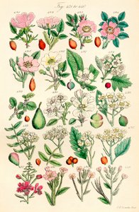 Página de ilustrações a cores de British Wild Flowers após um trabalho de J. E. Sowerby e C. P. Johnson