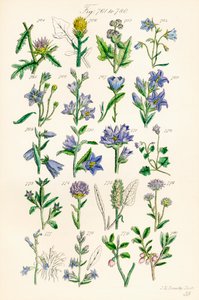 Página de ilustrações a cores de British Wild Flowers após um trabalho de J. E. Sowerby e C. P. Johnson