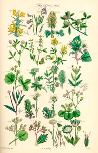 Página de ilustrações a cores de British Wild Flowers após um trabalho de J. E. Sowerby e C. P. Johnson