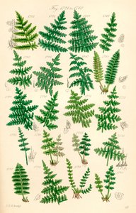 Página de ilustrações coloridas de British Wild Flowers após um trabalho de J. E. Sowerby e C. P. Johnson