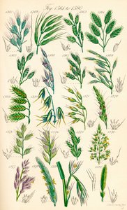 Página de ilustrações a cores de British Wild Flowers após um trabalho de J. E. Sowerby e C. P. Johnson