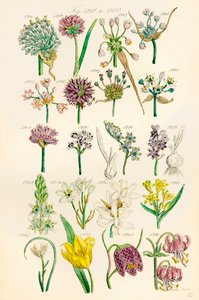 Página de ilustrações a cores de British Wild Flowers após um trabalho de J. E. Sowerby e C. P. Johnson