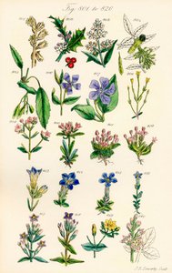 Página de ilustrações a cores de British Wild Flowers após um trabalho de J. E. Sowerby e C. P. Johnson