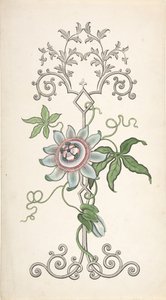 Projeto para Decoração de Painel Centrado em uma Flor de Paixão, 1828-40. de J Hulme