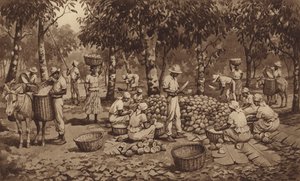 Quebrar as vagens de cacau em Trinidad (litho)