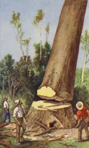 Derrubando um pinheiro kauri (lito colorido) de J. Macfarlane