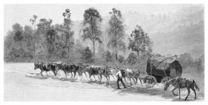Cedro-ficando no rio de Richmond, Novo Gales do Sul, Austrália, 1886.