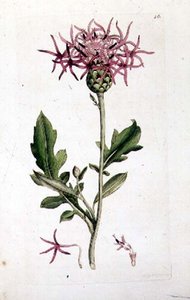 Great Knapweed, de um volume de pub "English Botany". 1790-1814 (gravura colorida à mão) de J. and Smith J.E. Sowerby