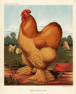 galo de cochin de J. W. (after) Ludlow