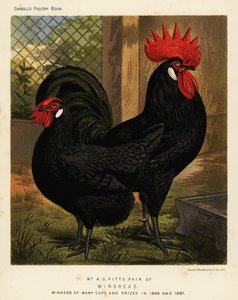 Galinhas de Minorca, galo e galinha, Gallus gallus domesticus