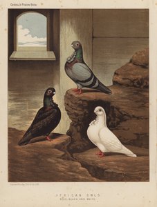 Pombos: Corujas Africanas, Azul, Preto, e Branco (cor litho)