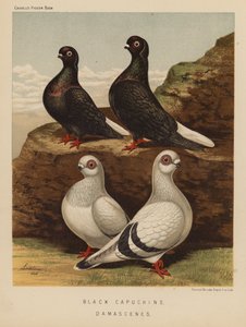 Pombos: Capuchinhos Pretos; Damascenos (lito colorido) de J. W. (after) Ludlow