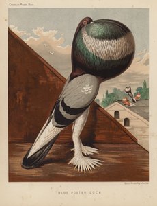 Pombos: Blue Pouter Cock (lito a cores) de J. W. (after) Ludlow
