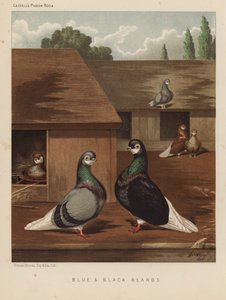 Pombos: Ursos azuis e pretos (cor litho) de J. W. (after) Ludlow