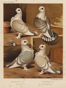 Pombos: Morena; acetinada; azulada; prateada (cor litho) de J. W. (after) Ludlow