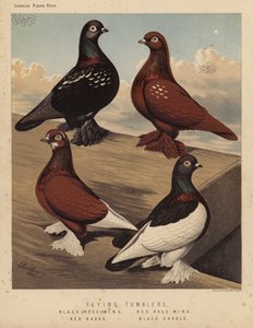 Pombos: Pombos Voadores, Asa Rosa-Preta, Asa Rosa-Vermelha, Distintivo Vermelho, Sela Preta (cor litho) de J. W. (after) Ludlow