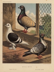 Pombos: Jacinto; Escudo; Suabian (lito a cores) de J. W. (after) Ludlow