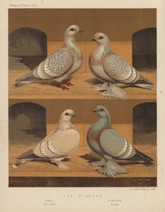 Pombos: Pombos de Gelo, Ural, Siberiano, Prata, Azul (lito colorido)