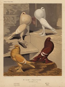Pombos: Pombos porcos; Isabelos, Cremosos, Brancos, Amarelos, Vermelhos (cor litho) de J. W. (after) Ludlow