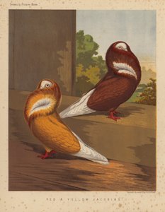 Pombos: Jacobins Vermelhos e Amarelos (cor litho) de J. W. (after) Ludlow
