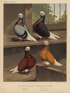 Pombos: Pombos de Careca Curta, Azul, Preto, Vermelho, Amarelo (cor litho) de J. W. (after) Ludlow