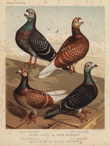 Pombos: Antuérpia de Cara Curta ou Antuérpia Show, Antuérpia Azul, Antuérpia Vermelha; Antuérpia de Cara Longa ou Antuérpia Voadora, Antuérpia Vermelha, Antuérpia Azul (cor litho) de J. W. (after) Ludlow