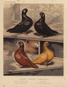 Pombos: Copos de cara curta, malhado preto, preto, malhado vermelho, malhado amarelo (lito colorido) de J. W. (after) Ludlow