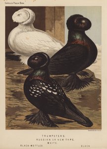 Pombos: Trombeteiros, Russos ou Novo Tipo, Brancos, Preto-Motelhado, Pretos (cor litho)