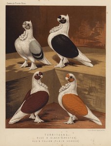 Pombos: Turbitens, Azul e Preto, Com crista, Vermelho e Amarelo, Cabeça Liso (lito a cores) de J. W. (after) Ludlow