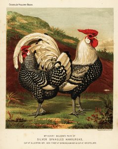 Galo e galinha de Hamburgh espancado com prata de J. W. (after) Ludlow