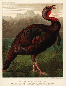Galo de peru americano selvagem, gallopavo de Meleagris de J. W. (after) Ludlow