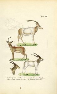 Espécies de antílopes africanos de J. W. Tenhaeff